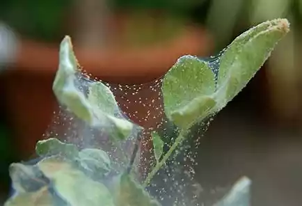 spider-mite