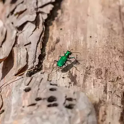 emerald-ash-borer-beetle