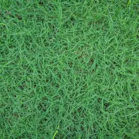 scutch-grass