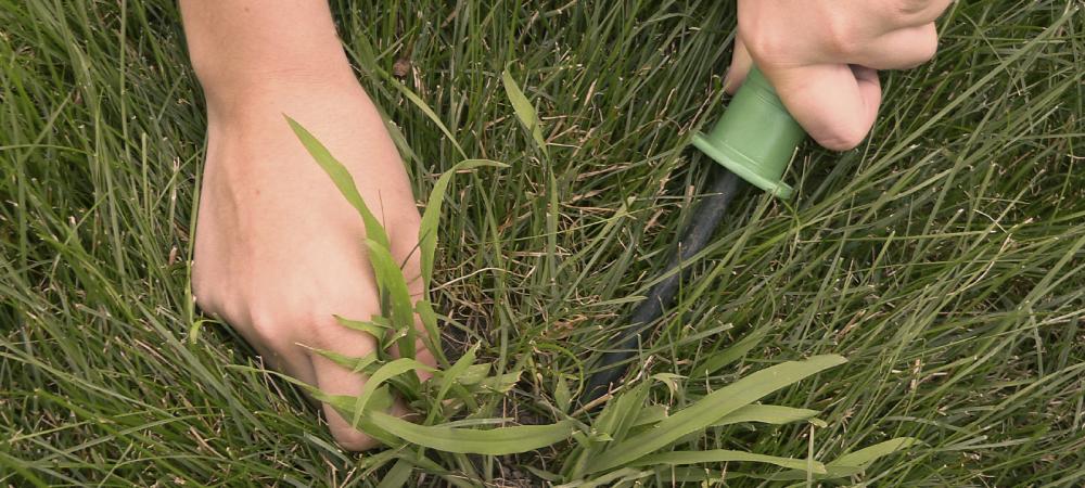 Hands picking weeds out of a lawn.