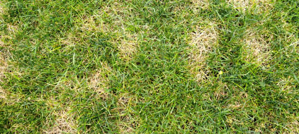 lawn-disease Lawn disease taking over a lawn.