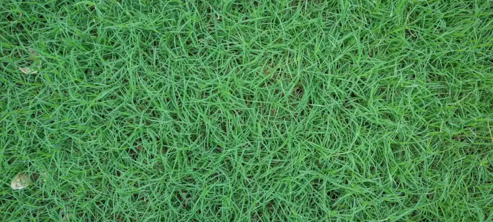 scutch-grass