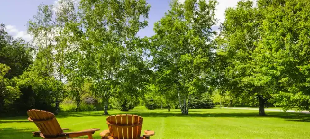 chairs-in-backyard-trees
